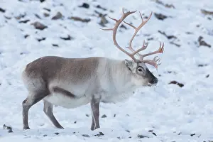 Platyrhynchus: Reindeer, Svalbard Reindeer - male in snow - Svalbard