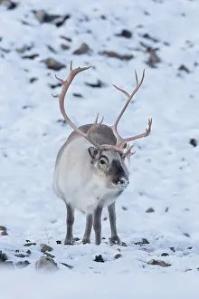 Platyrhynchus: Reindeer, Svalbard Reindeer - male in snow - Svalbard