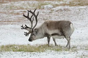 Platyrhynchus: Reindeer, Svalbard Reindeer - male in snow - Svalbard