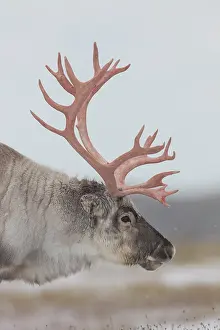 Platyrhynchus: Reindeer, Svalbard Reindeer - male in snow - Svalbard