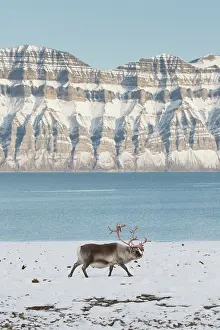 Platyrhynchus: Reindeer, Svalbard Reindeer - male in snow - Svalbard