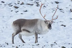 Platyrhynchus: Reindeer, Svalbard Reindeer - male in snow - Svalbard