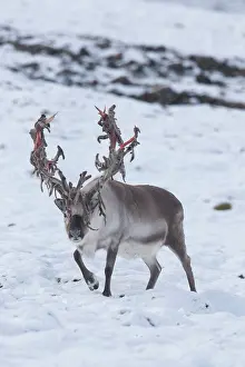 Platyrhynchus: Reindeer, Svalbard Reindeer - male in snow - Svalbard
