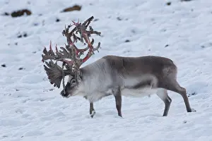 Platyrhynchus: Reindeer, Svalbard Reindeer - male in snow - Svalbard