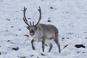 Platyrhynchus: Reindeer, Svalbard Reindeer - male in snow - Svalbard