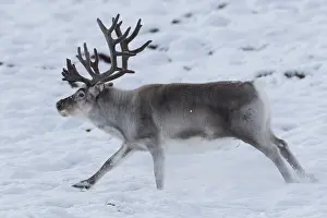 Platyrhynchus: Reindeer, Svalbard Reindeer - male in snow - Svalbard