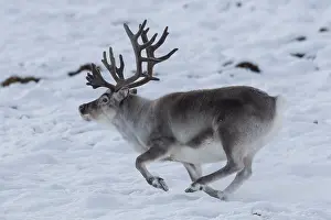 Platyrhynchus: Reindeer, Svalbard Reindeer - male in snow - Svalbard
