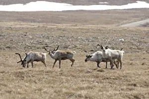 Introduced: Reindeer in tundra