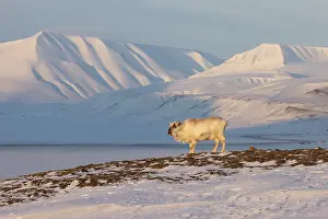 Reindeer: Reindeer winter