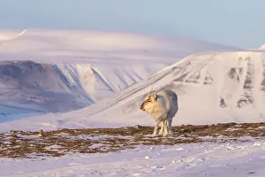 Reindeer: Reindeer winter