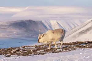 Reindeer: Reindeer winter