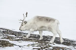 Reindeer: Reindeer winter