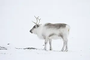 Reindeer: Reindeer winter