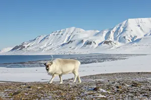 Reindeer: Reindeer winter