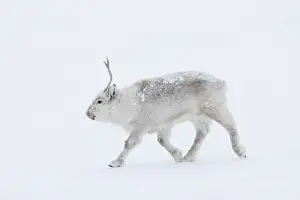Reindeer: Reindeer winter