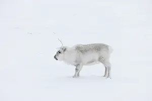 Reindeer: Reindeer winter