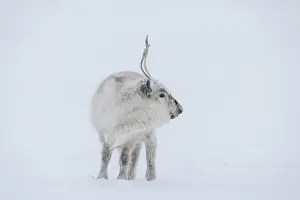 Reindeer: Reindeer winter