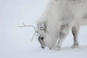 Reindeer: Reindeer winter