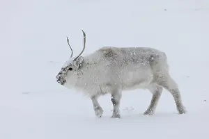 Reindeer: Reindeer winter