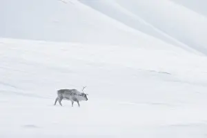 Reindeer: Reindeer winter