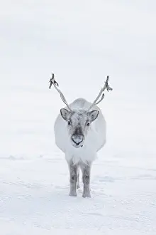 Reindeer: Reindeer winter