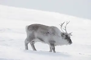 Reindeer: Reindeer winter