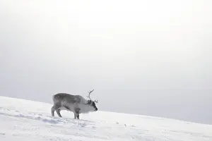 Reindeer: Reindeer winter