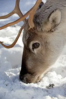 Ranua: Reindeer in winter snow Ranua Wildlife Park, Finland