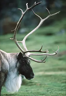 Reindeers: REINDEERS / Caribou - close-up of antlers