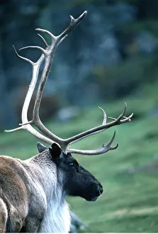 Reindeers: REINDEERS / Caribou - close-up of head & antlers
