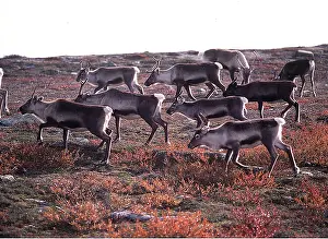 Reindeers: REINDEERS / Caribou - herd