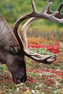 Reindeers: REINDEERS / Caribou - male eating lichen