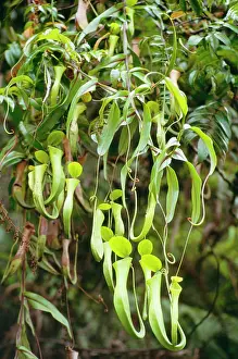 Sumatra: ReinwardtIs PITCHER PLANT - Aerial pitchers