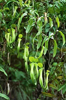 Pitcher: ReinwardtIs Pitcher Plant - aerial pitchers