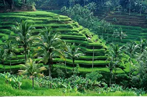 Indonesien: Reisfeld, Indonesien, Bali, - geography / travel, rice