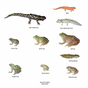 Compare: Relative Amphibian Sizes