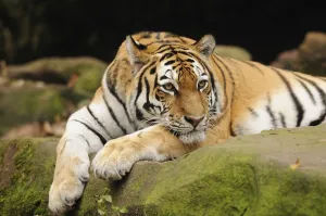 Relaxing: A relaxed tiger lying on a moss-covered rock