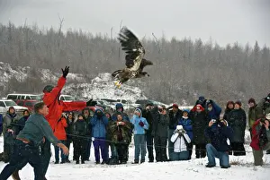 Spectator: Releasing Bald Eagles into the wild