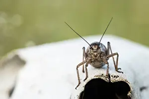 Ensifera: Relict katydid (Deracantha onos) on a skull - Tsaritsyn