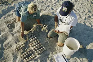 Cryptodira: Relocating Sea Turtle Eggs