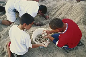 Scientist: Relocating Sea Turtle Eggs