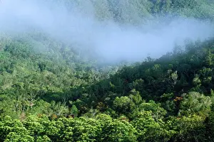 Kagus: Remaining tropical rainforest habitat of the Kagu