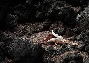 Skeletons: Remains of feral goat