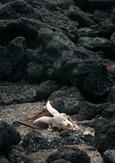 Skeletons: Remains of feral goat