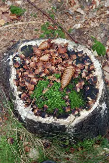 Access: Remains of a Red Squirrel's lunch - with scales