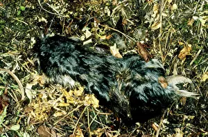 Floods: Remains of a Siberian Lemming, died most likely