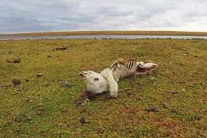 Trace: Remains of stillborn lamb eaten on the moor - Falkland Islan