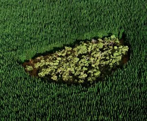 Remnant: Remnant of native forest in pine plantation