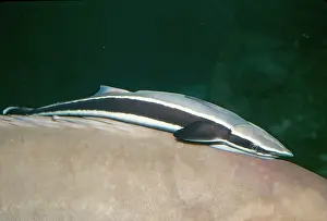 Remoras: REMORA - ON BACK OF FISH