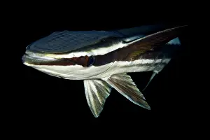 Sharksucker: Remora / Sharksucker